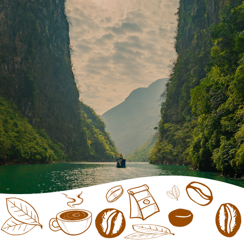 Vietnam Robusta