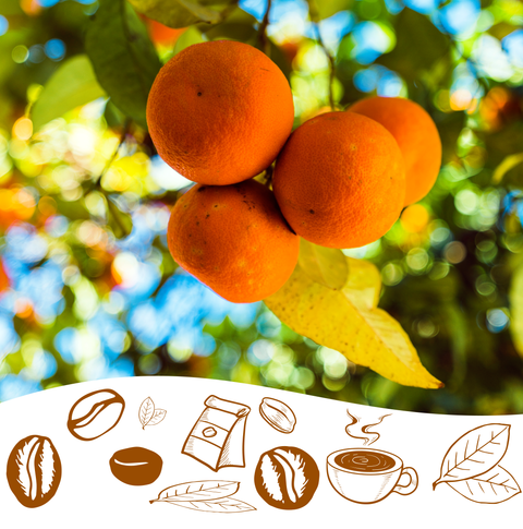 Seville Orange