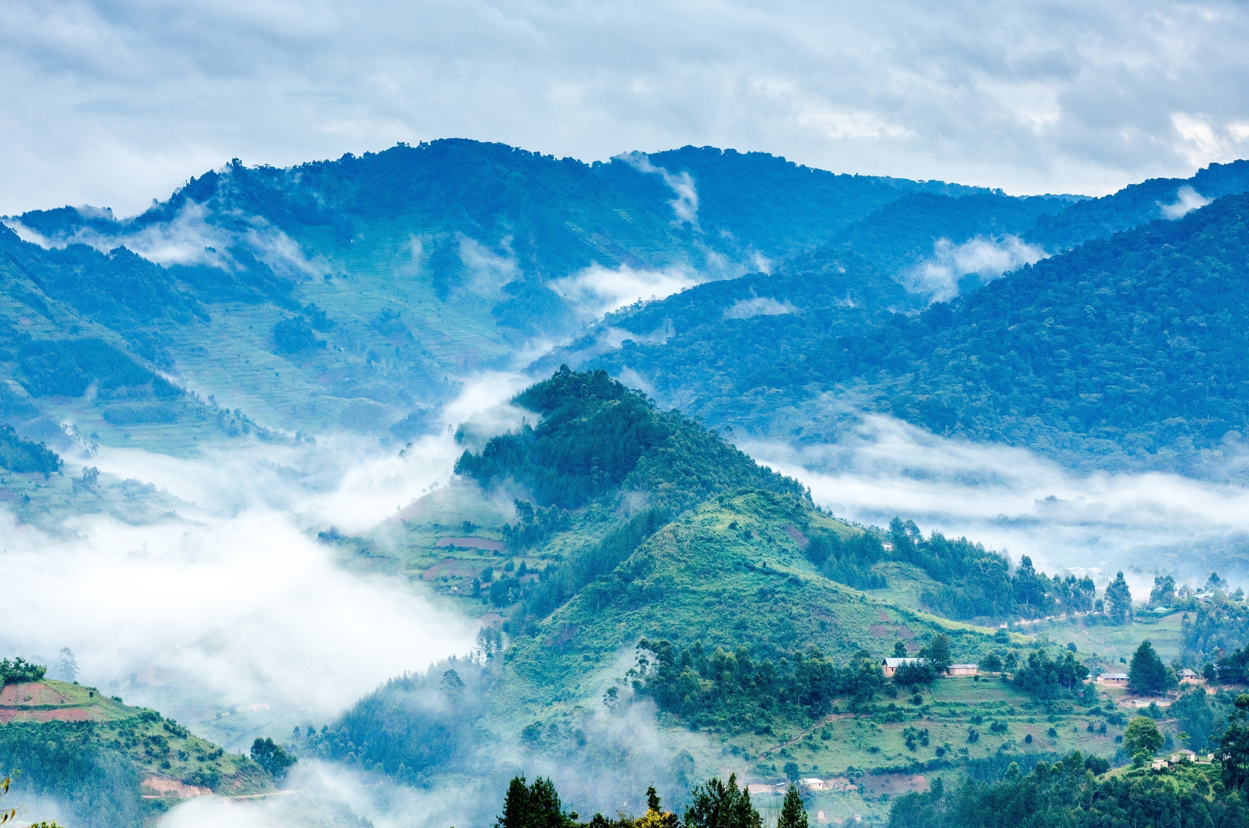 Ugandan Robusta Coffee from Mount Elgon: Flavor + Crema – Java Bean Plus