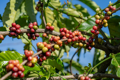 Why Vietnam Produces the World’s Best Robusta Coffee