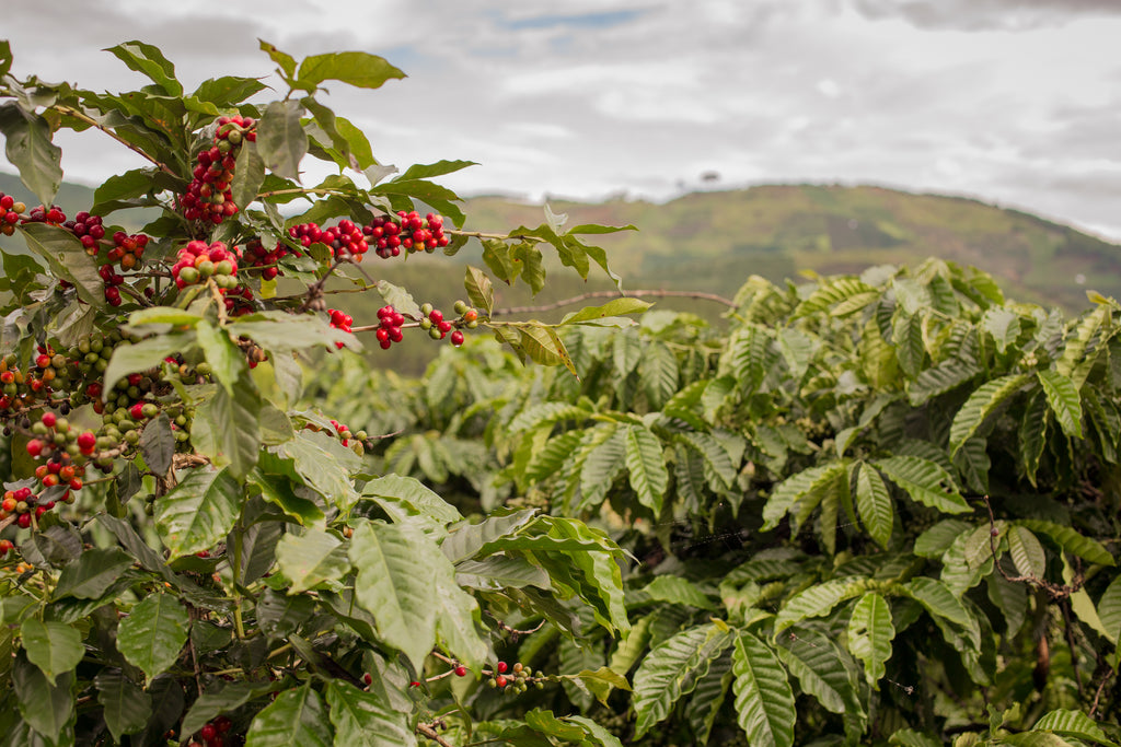 The Ultimate Guide to Vietnam Robusta Coffee
