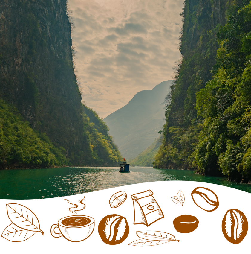 Wholesale Coffee Beans & Green Coffee | Java Bean Plus