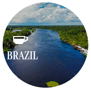 Brazil Coffee Beans
